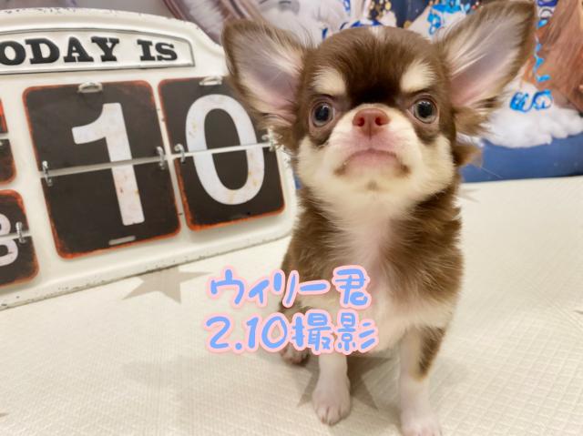 チワワ(ロングコート)