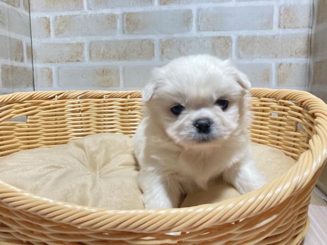 Mix 雑種 子犬や子猫たちのペット販売情報が満載 ペットステーション Mix 雑種 子犬や子猫たちのペット販売情報が満載 ペットステーション