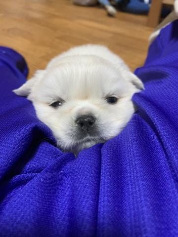 Mix 雑種 子犬や子猫たちのペット販売情報が満載 ペットステーション Mix 雑種 子犬や子猫たちのペット販売情報が満載 ペットステーション