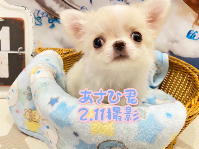 チワワ（ロングコート）