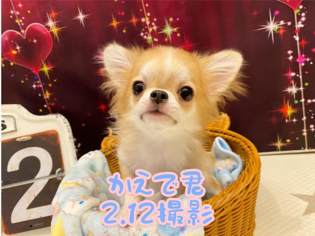 チワワ（ロングコート）