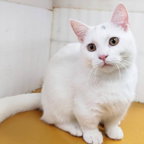 マンチカン男の子(短足)