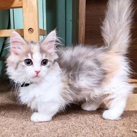 猫ｶﾌｪ 猫日和 栃木県 子犬や子猫たちのペット販売情報が満載 ペットステーション