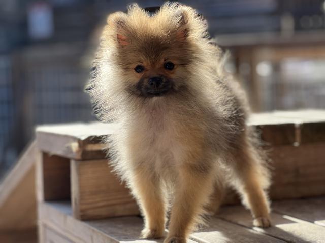 ポメラニアン