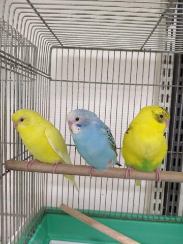 セキセイインコ　若