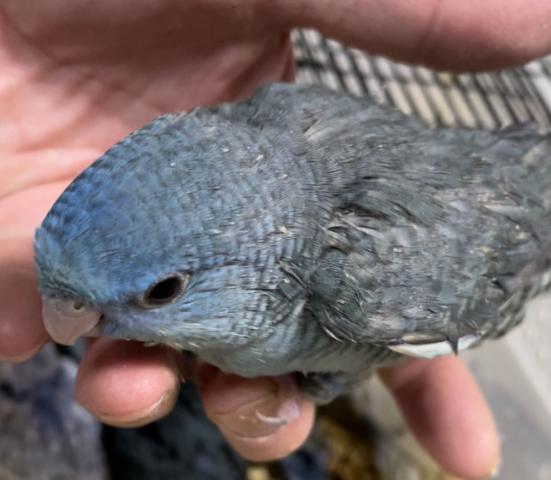 ゴン 大阪府 子犬や子猫たちのペット販売情報が満載 ペットステーション