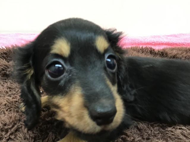 スタイルパウズ川口店 埼玉県 子犬や子猫たちのペット販売情報が満載 ペットステーション スタイルパウズ川口店 埼玉県 子犬や子猫たちのペット販売情報が満載 ペットステーション