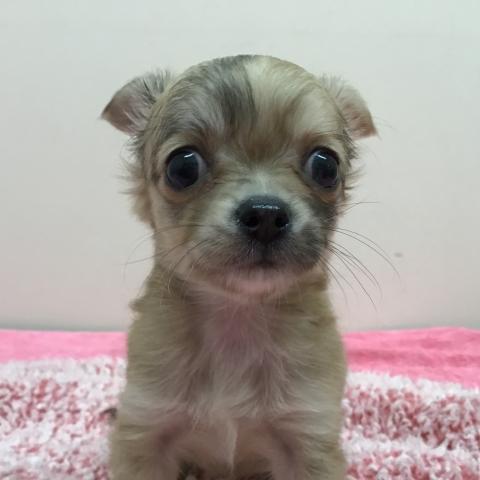 スタイルパウズ川口店 埼玉県 子犬や子猫たちのペット販売情報が満載 ペットステーション スタイルパウズ川口店 埼玉県 子犬や子猫たちのペット販売情報が満載 ペットステーション