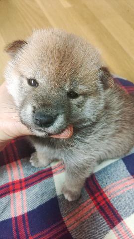 柴犬
