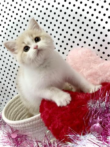 スコティッシュフォールド