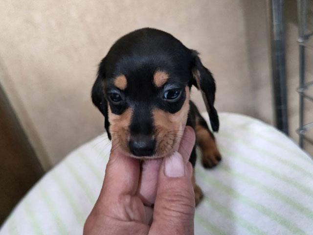 ミニチュアダックスフンド