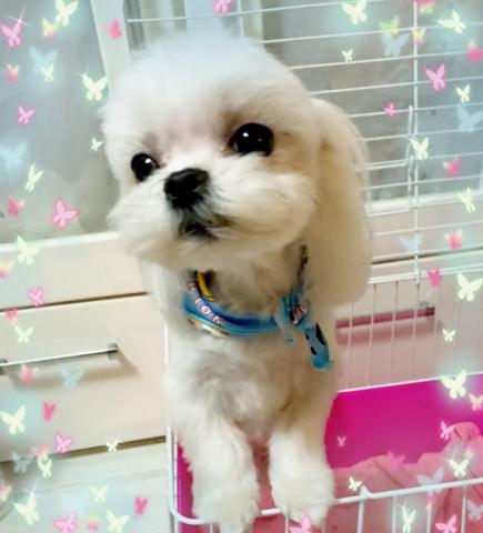 ワンワンプッチ