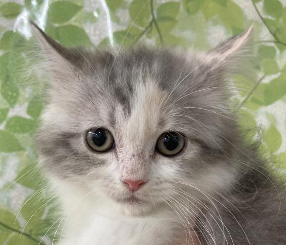 ベネ ディスワン若葉台店 東京都 子犬や子猫たちのペット販売情報が満載 ペットステーション