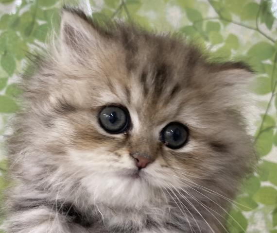 ベネ ディスワン若葉台店 東京都 子犬や子猫たちのペット販売情報が満載 ペットステーション