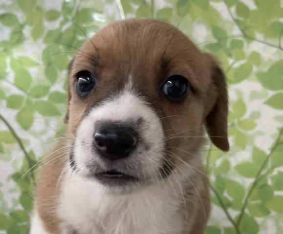 ベネ ディスワン若葉台店 東京都 子犬や子猫たちのペット販売情報が満載 ペットステーション