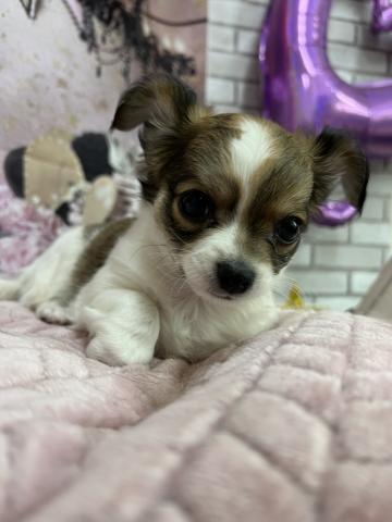 チワワ(ロングコート)