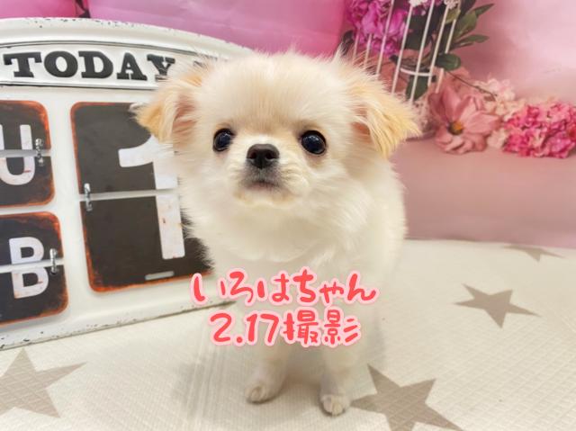 チワワ（ロングコート）