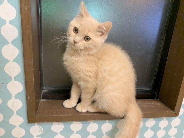 ミヌエット(旧ナポレオン)