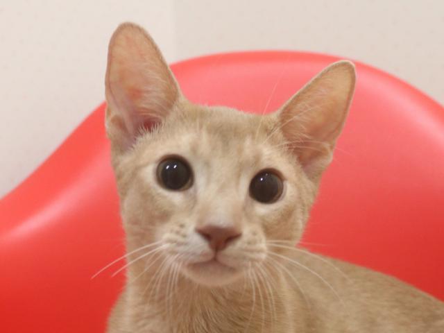 アビシニアン