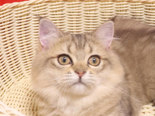 ミヌエット（旧ナポレオン）