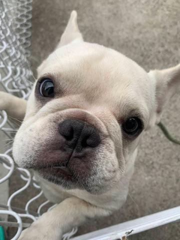 フレンチブルドッグ