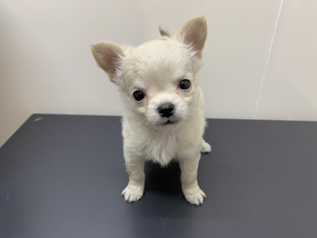 ディスワン川越南古谷店 埼玉県 子犬や子猫たちのペット販売情報が満載 ペットステーション ディスワン川越南古谷店 埼玉県 子犬や子猫たちのペット販売情報が満載 ペットステーション