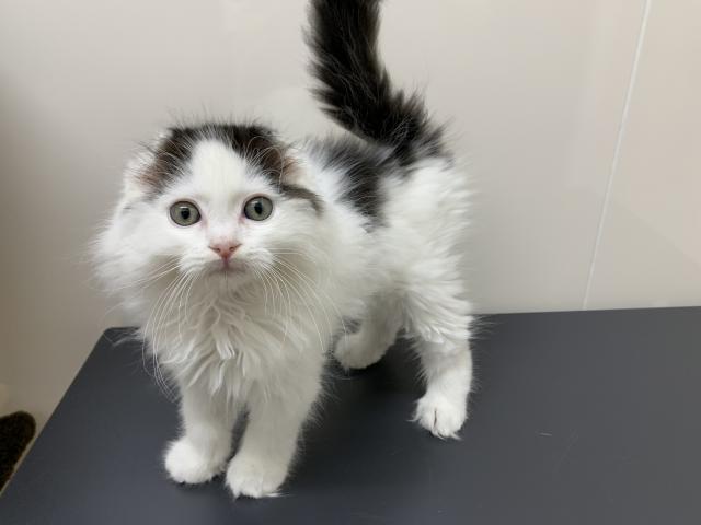 ディスワン川越南古谷店 埼玉県 子犬や子猫たちのペット販売情報が満載 ペットステーション ディスワン川越南古谷店 埼玉県 子犬や子猫たちのペット販売情報が満載 ペットステーション