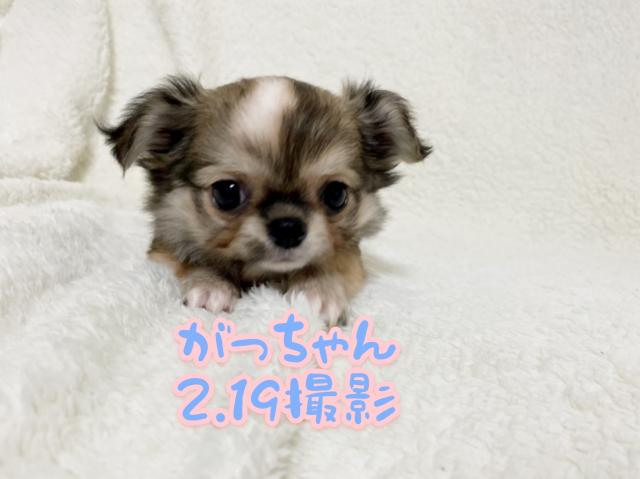 チワワ（ロングコート）