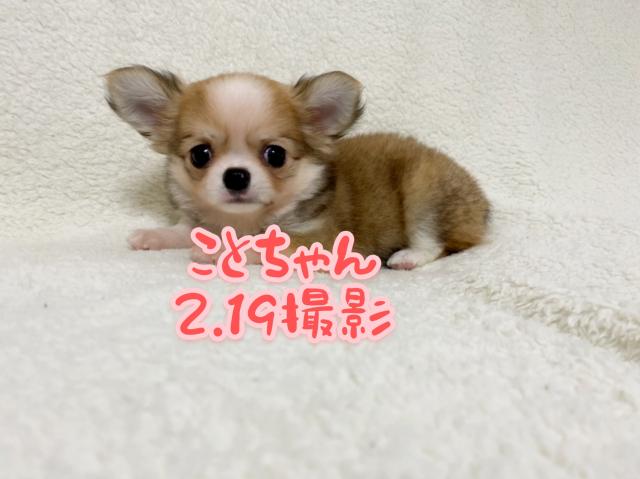 チワワ（ロングコート）