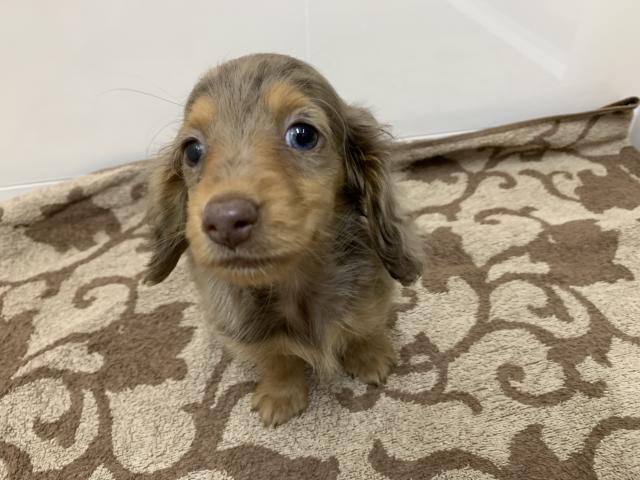 ディスワン川越南古谷店 埼玉県 子犬や子猫たちのペット販売情報が満載 ペットステーション ディスワン川越南古谷店 埼玉県 子犬や子猫たちのペット販売情報が満載 ペットステーション