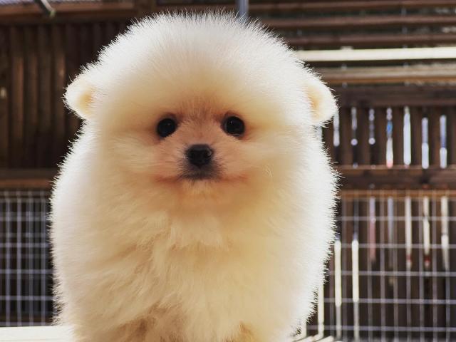 ポメラニアン