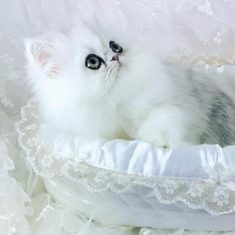 ペルシャ・ヒマラヤン