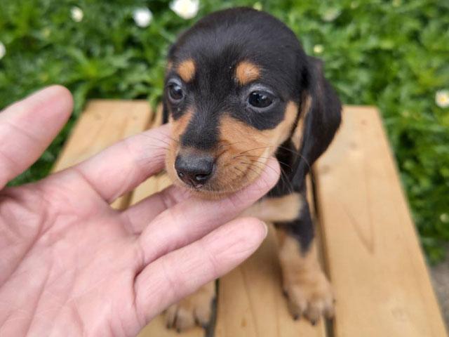 ミニチュアダックスフンド