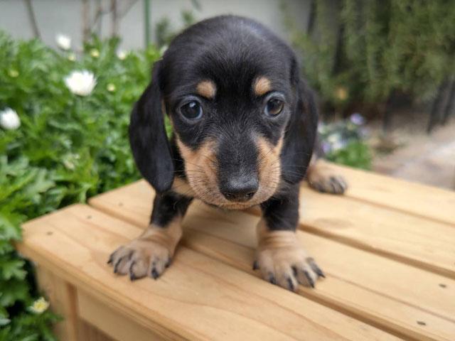 ミニチュアダックスフンド