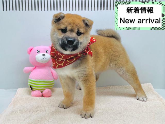 柴犬