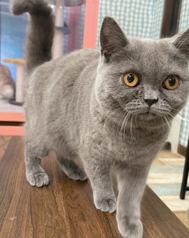 ブリティッシュショートヘア