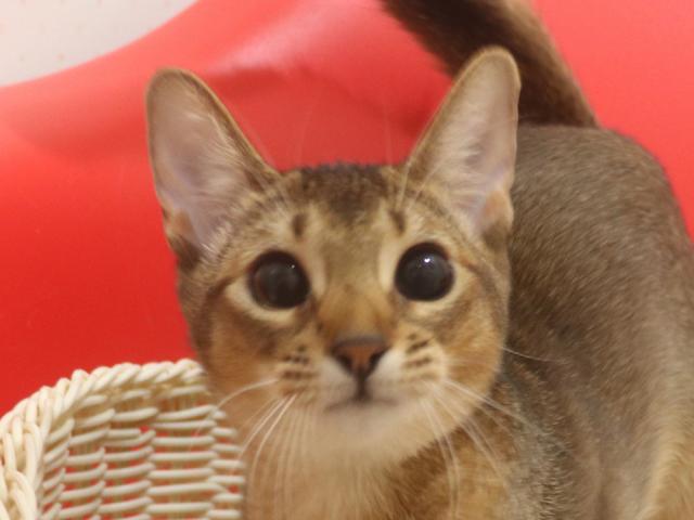 アビシニアン