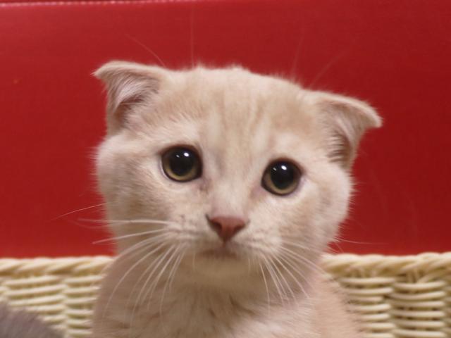 スコティッシュフォールド