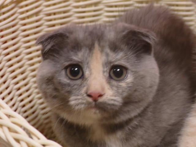 スコティッシュフォールド