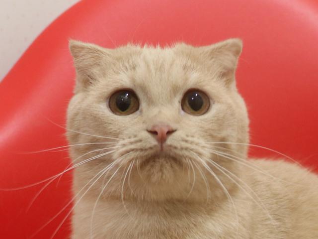 スコティッシュフォールド