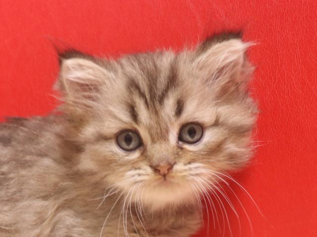 ミヌエット(旧ナポレオン)