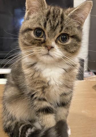 ミヌエット（旧ナポレオン）