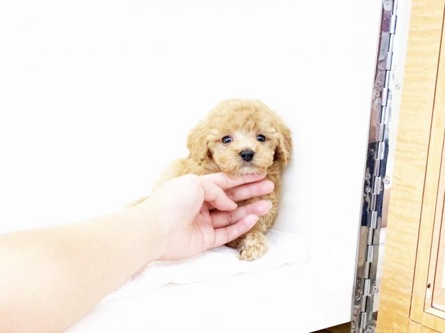 トイプードル
