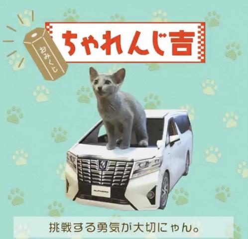 祝 トヨタ自動車公式フェイスブックに出演 タレント猫専門店 ねこランド春日部西口店 子犬や子猫たちのペット販売情報が満載 ペットステーション
