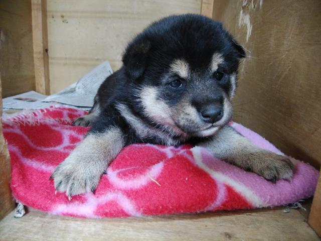 柴犬