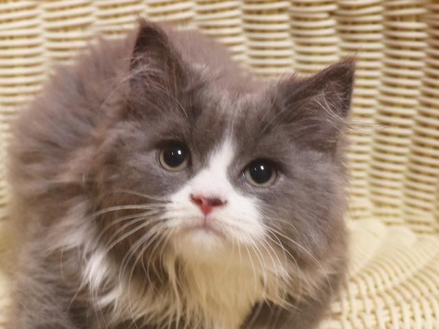 スコティッシュフォールド