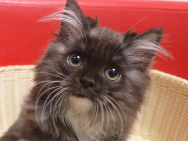 スコティッシュフォールド