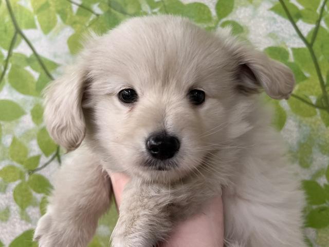 ベネ ディスワン若葉台店 東京都 子犬や子猫たちのペット販売情報が満載 ペットステーション