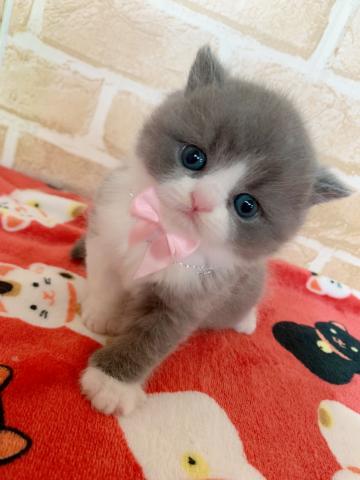 ブリティッシュショートヘアむっちむち天使くん(＾ω＾)