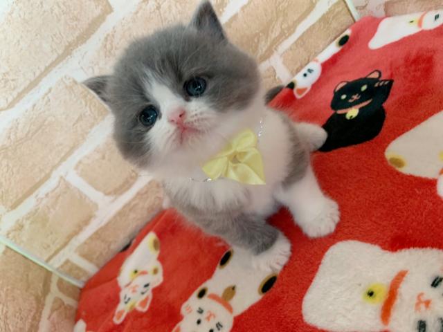 ブリティッシュショートヘアむっちむち天使ちゃん(＾ω＾)